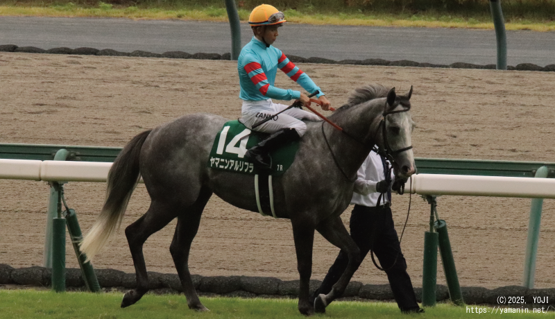 CBC賞・本馬場入場するヤマニンアルリフラ