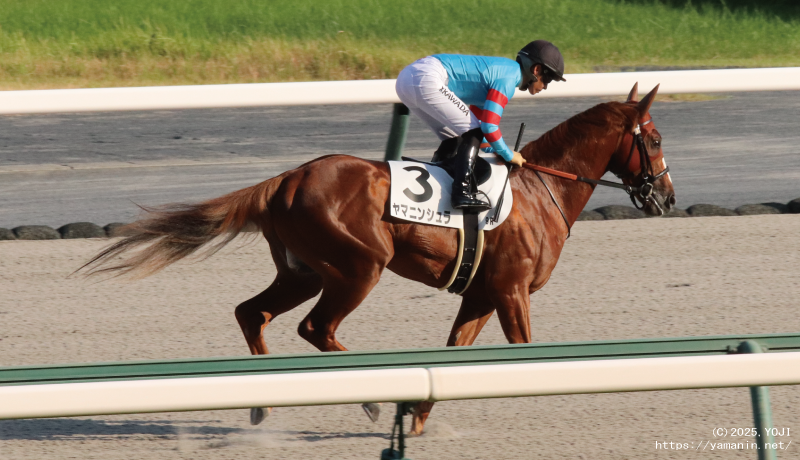 自己条件戦・本馬場入場するヤマニンシュラ