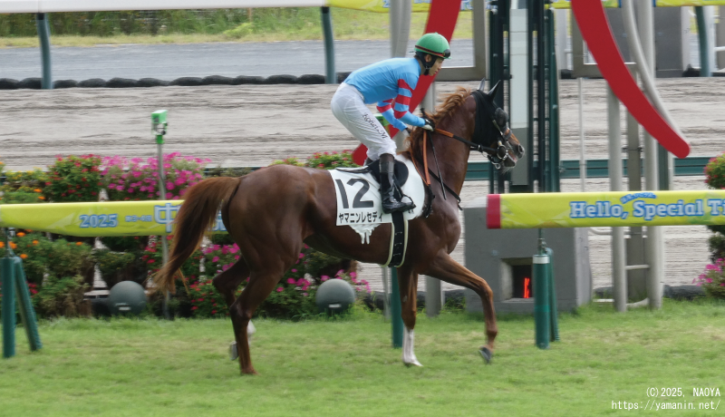 3歳未勝利・本馬場入場するヤマニンレディ