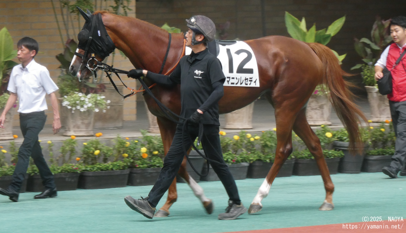 3歳未勝利・パドックのヤマニンレディ