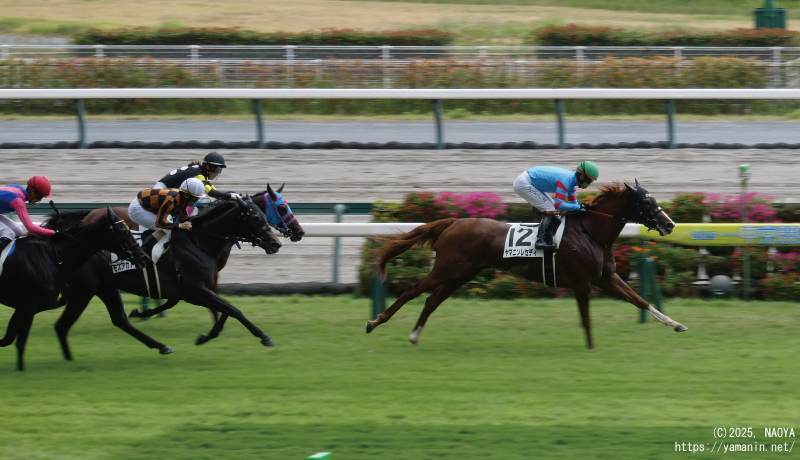 3歳未勝利・ゴールに向かうヤマニンレディ