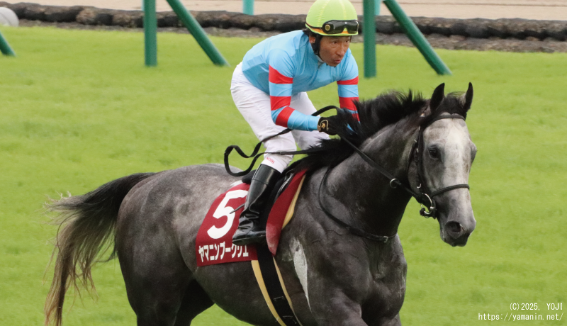 セントライト記念・本馬場に入るヤマニンブークリエ