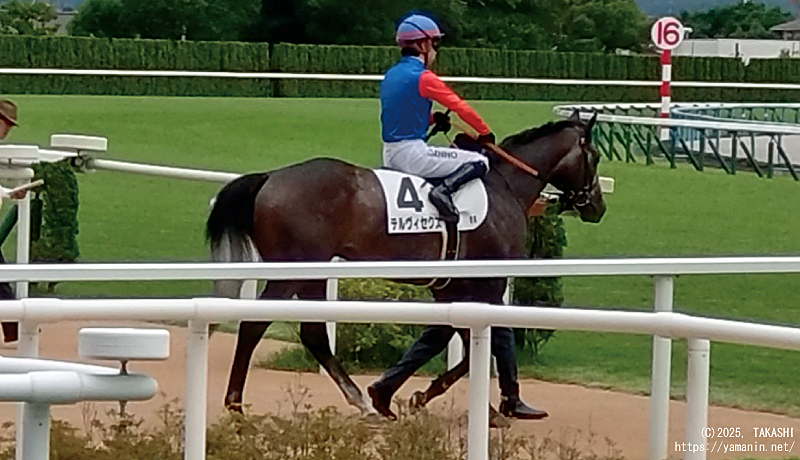 2歳新馬・本馬場入場のテルヴィセクス