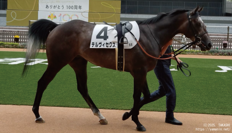 ２歳新馬・パドックのテルヴィセクス