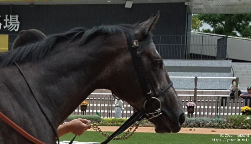 2歳新馬・パドックのテルヴィセクス