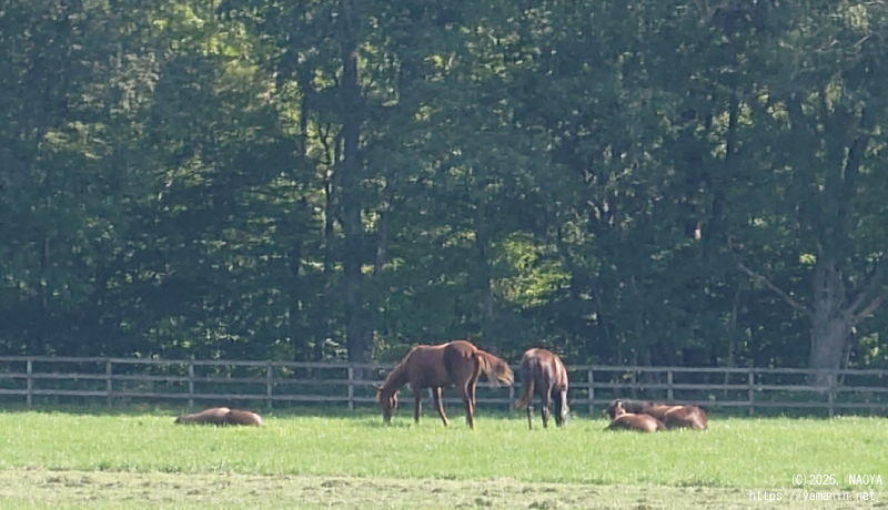 放牧地の1歳牡馬たち