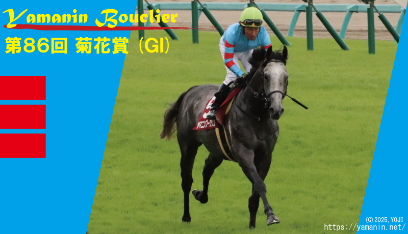 菊花賞】成長の盾、頂点を掴め！ (最終登録情報) | ヤマニン倶楽部
