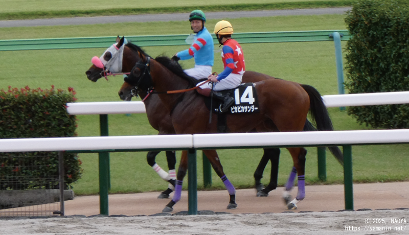 伊勢佐木ステークス・レース後のヤマニンエンディマと勝馬