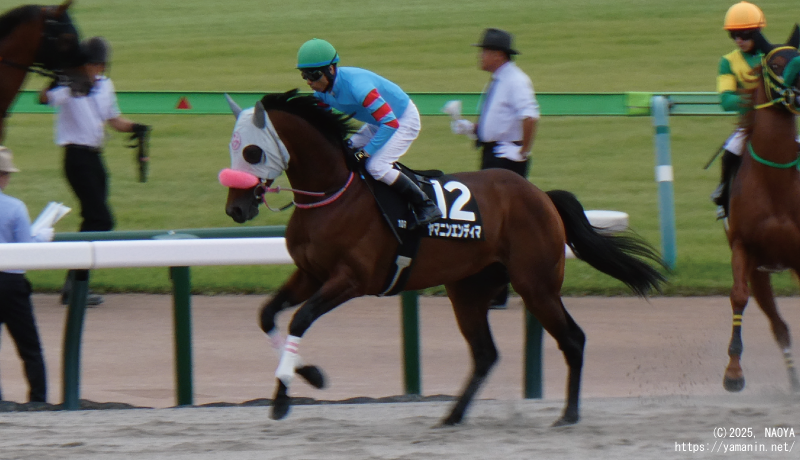 伊勢佐木ステークス・本馬場入場するヤマニンエンディマ