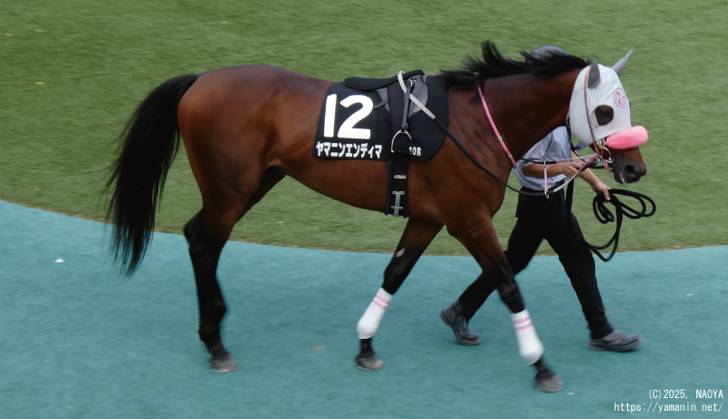 伊勢佐木ステークス・パドックのヤマニンエンディマ