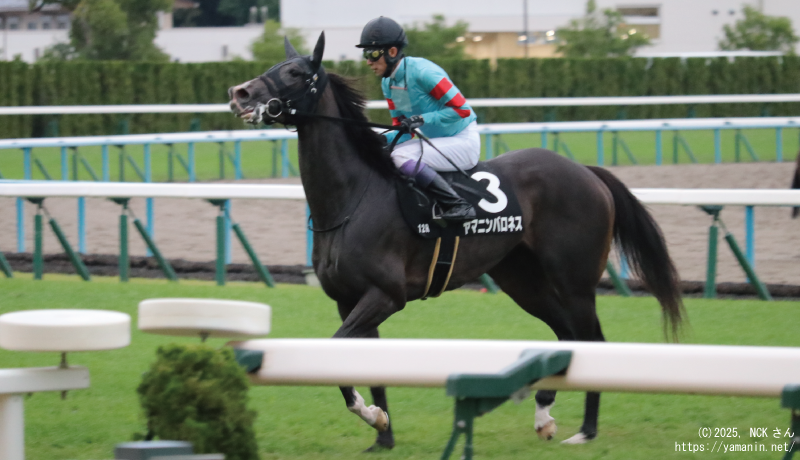 嵯峨野特別・本馬場に入場するヤマニンバロネス