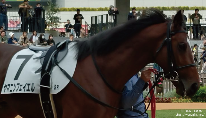 2歳新馬・パドックのヤマニンフェイエル