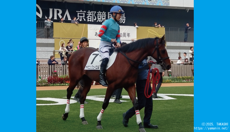 2歳新馬・パドックのヤマニンフェイエル