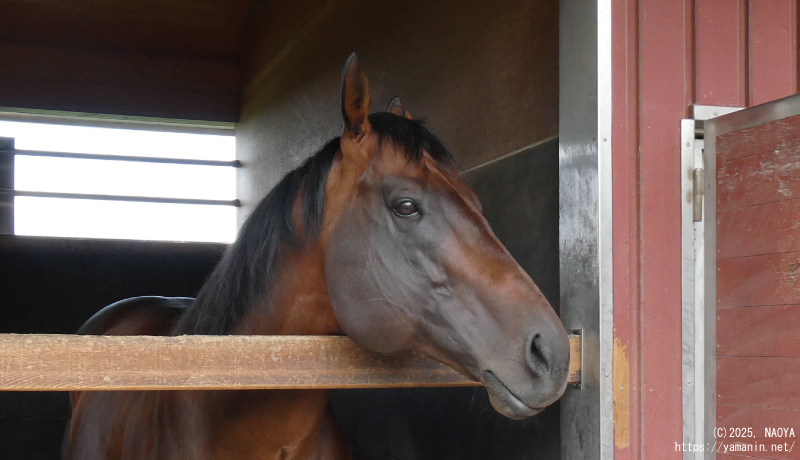 フォーウィールドライブ