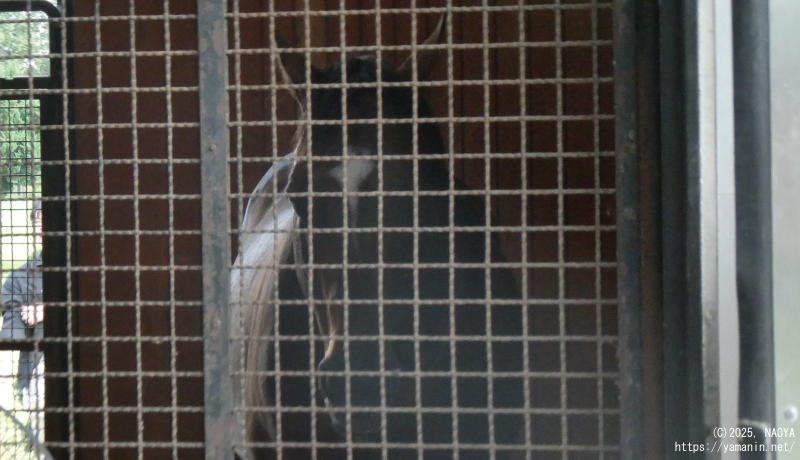 ジャスタウェイ