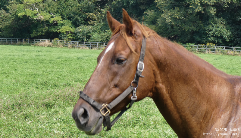 ヤマニンプチガトー