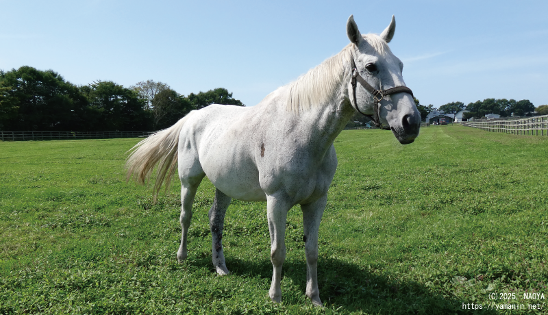 ヤマニンパピオネ