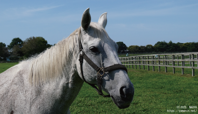 ヤマニンパピオネ