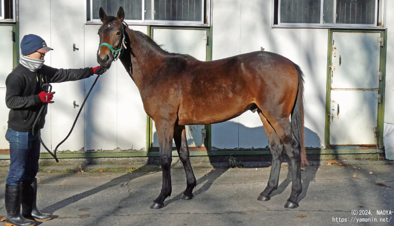 1歳時のヤマニンカナレット