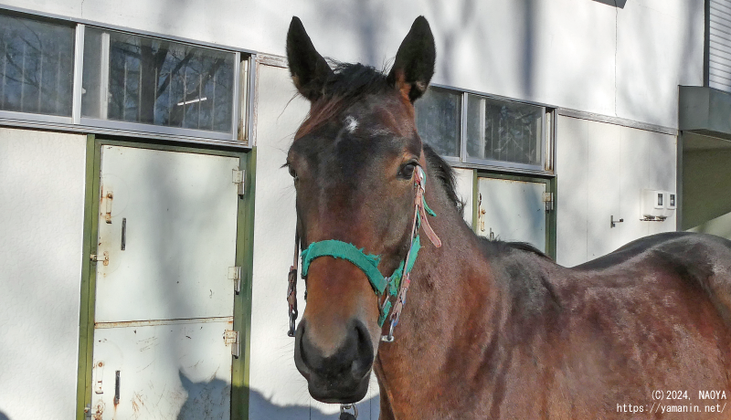 1歳時のヤマニンカナレット