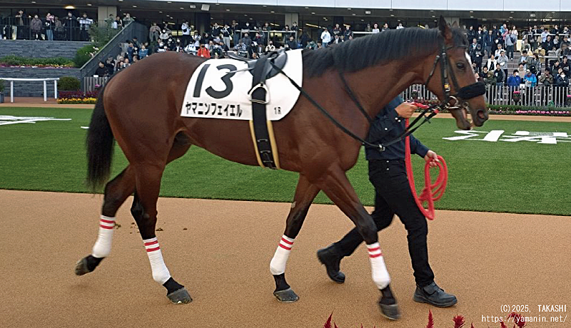 パドックのヤマニンフェイエル