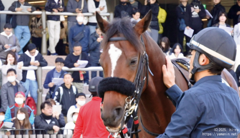 パドックのヤマニンフェイエル