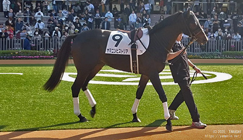 自己条件戦・パドックのヤマニンヒストリア