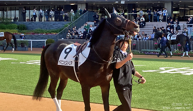 自己条件戦・パドックのヤマニンヒストリア