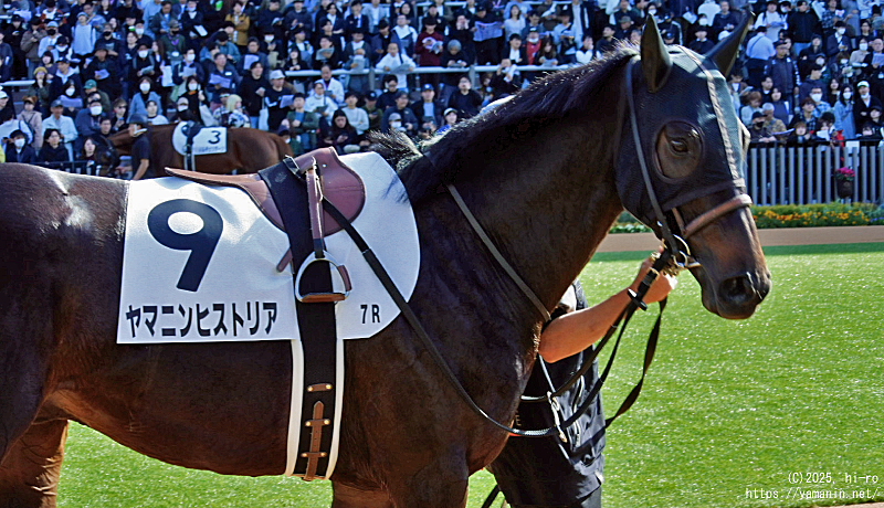 自己条件戦・パドックのヤマニンヒストリア
