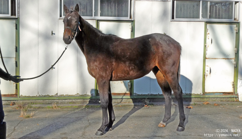 1歳時のヤマニンエラマ