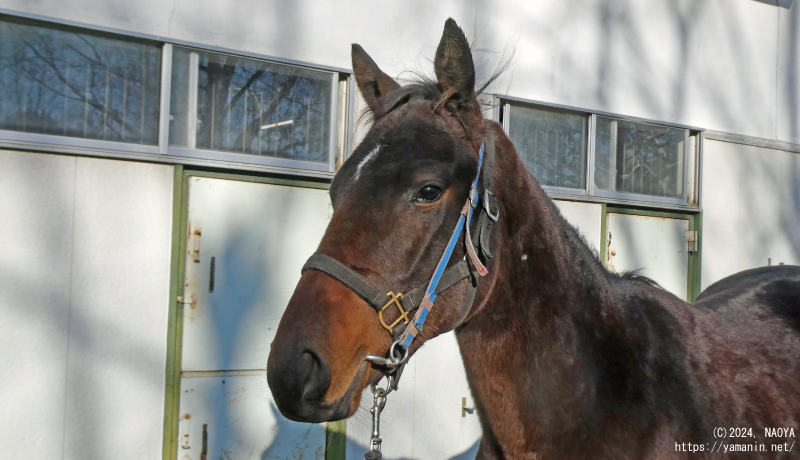 1歳時のヤマニンエラマ