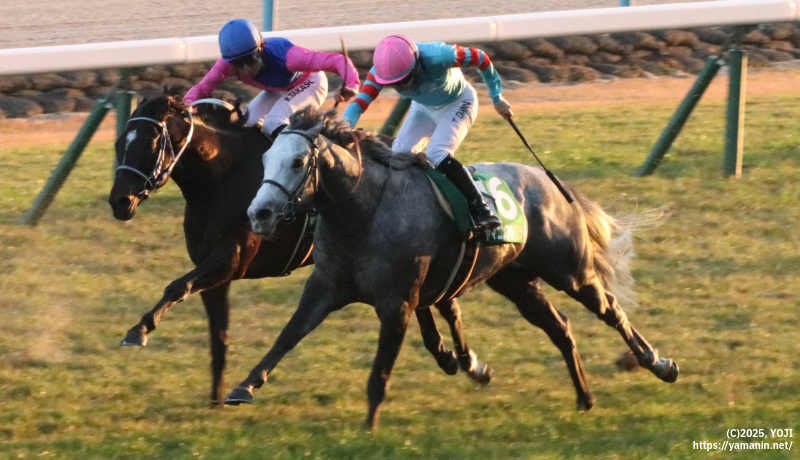 京阪杯・ゴールに向かうヤマニンアルリフラ
