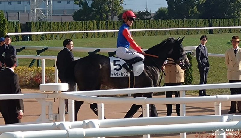 2歳未勝利・本馬場に入るテルヴィセクス