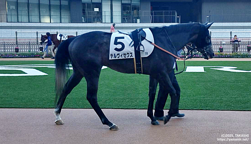 2歳未勝利・パドックのテルヴィセクス