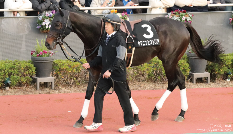 栄特別・パドックのヤマニンヒストリア