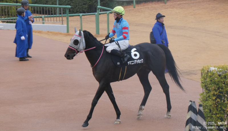 霞ヶ浦特別・レース後のヤマニンアドホック