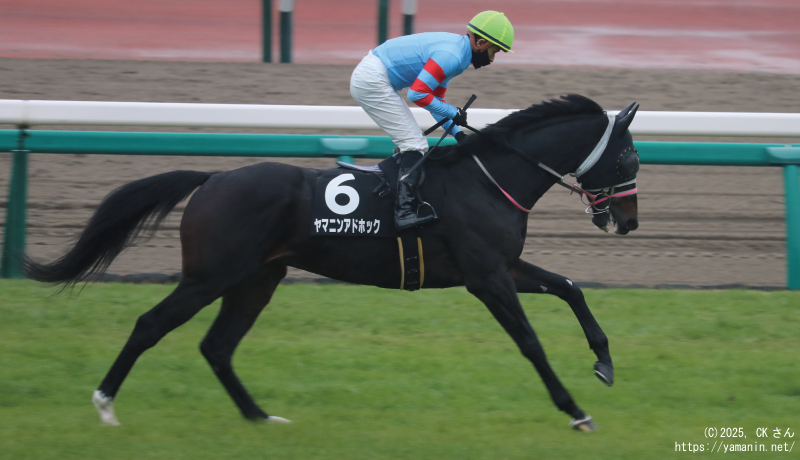 霞ヶ浦特別・本馬場入場するヤマニンアドホック
