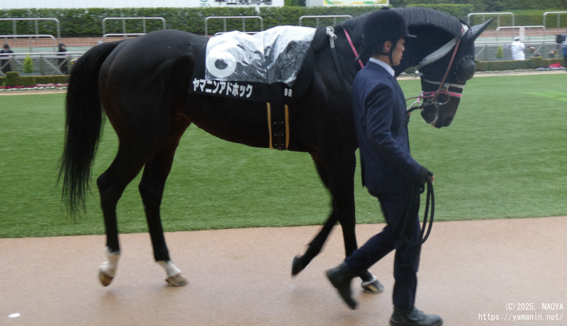 霞ヶ浦特別・パドックのヤマニンアドホック