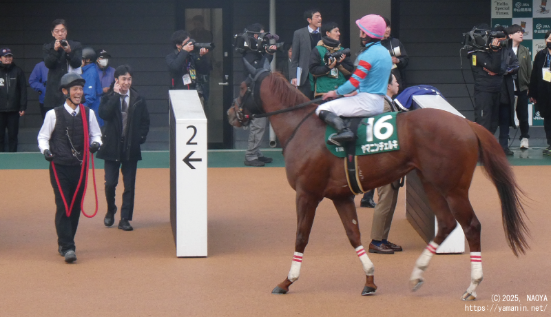 カペラステークス・レース後のヤマニンチェルキ