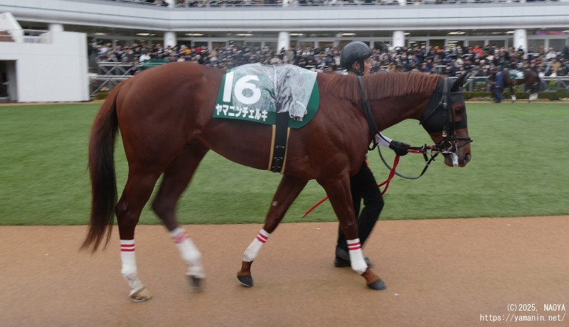 カペラステークス・パドックのヤマニンチェルキ