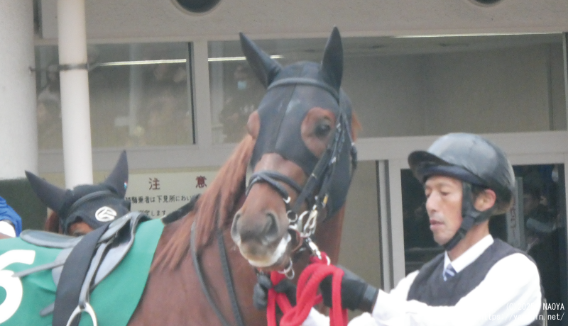 カペラステークス・パドックのヤマニンチェルキ