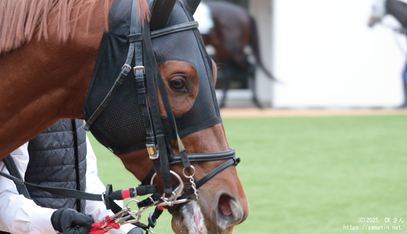 カペラステークス・パドックのヤマニンチェルキ