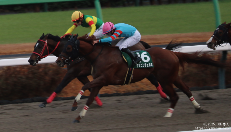 カペラステークス・ゴールに向かうヤマニンチェルキ