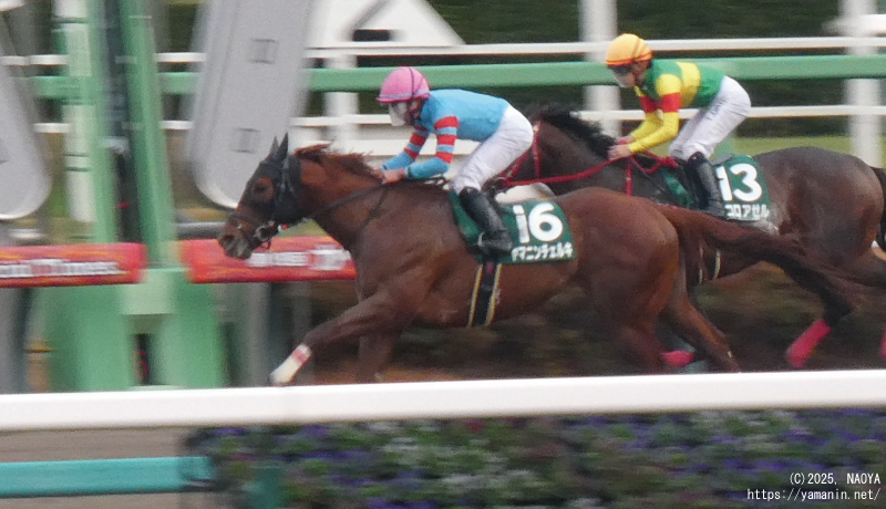 カペラステークス・ゴールするヤマニンチェルキ