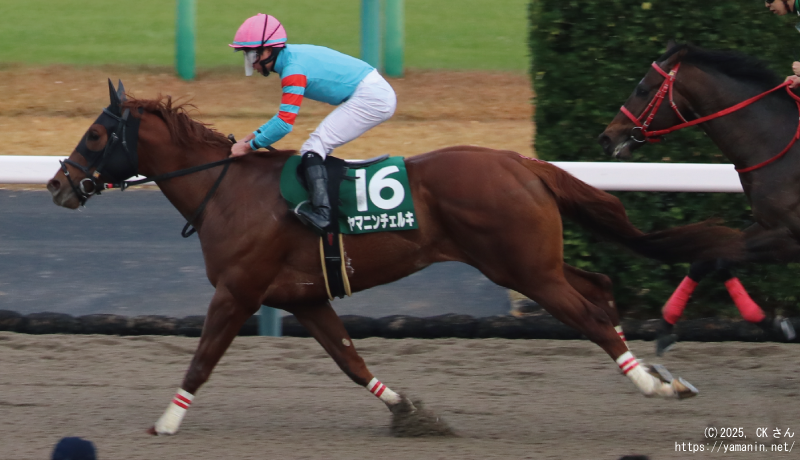 カペラステークス・ゴール後のヤマニンチェルキ