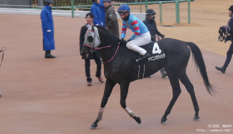 霞ヶ浦特別・レース後のヤマニンガラッシア
