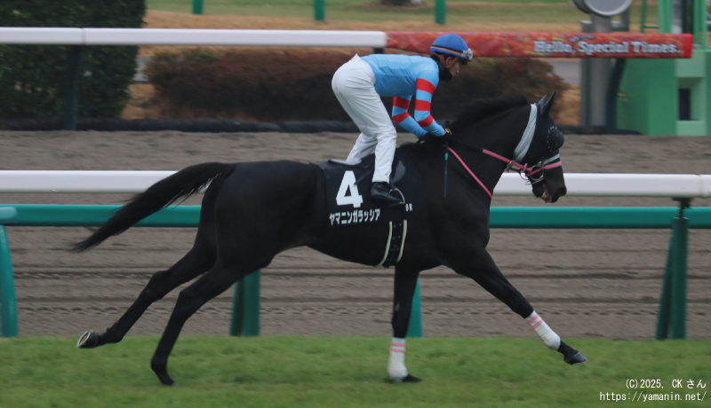 霞ヶ浦特別・本馬場入場するヤマニンガラッシア