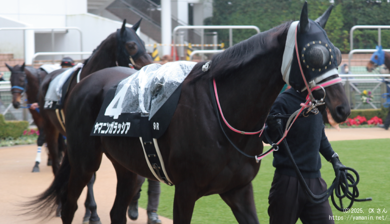 霞ヶ浦特別・パドックのヤマニンガラッシア