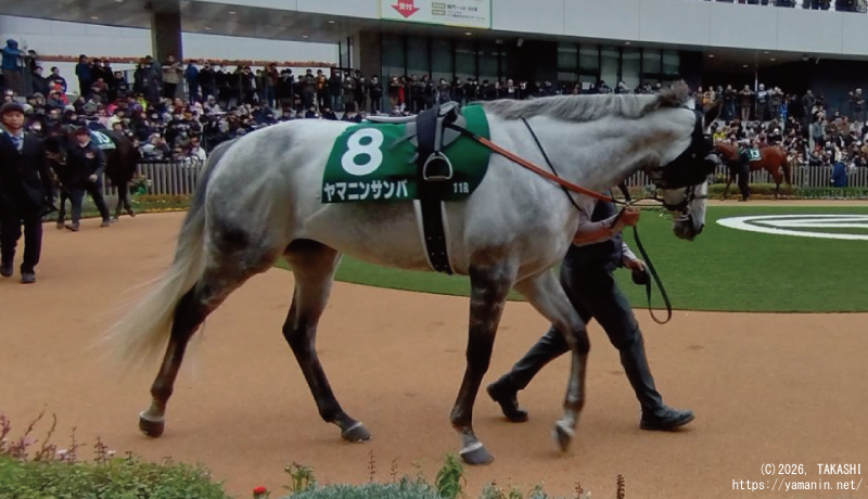 京都金杯・パドックのヤマニンサンパ