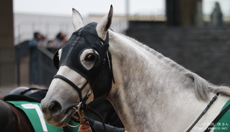 京都金杯・パドックのヤマニンサンパ